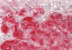MSRB3 Rabbit anti-Human, Polyclonal, Novus Biologicals 0.1 mL; Unconjugated:Antibodies,