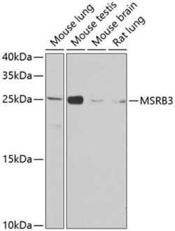 MSRB3 Antibody - BSA Free, Novus Biologicals 0.1 mL; Unconjugated:Antibodies,