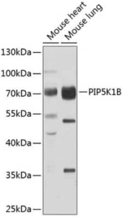 MSS4 Antibody - BSA Free, Novus Biologicals 0.02 mL, Unconjugated:Antibodies,
