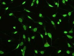 MST1/STK4 Antibody (01), Novus Biologicals 100 &mu;g; Unconjugated:Antibodies,