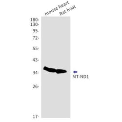 MT-ND1 Antibody (S04-9H6), Novus Biologicals:Antibodies:Primary Antibodies