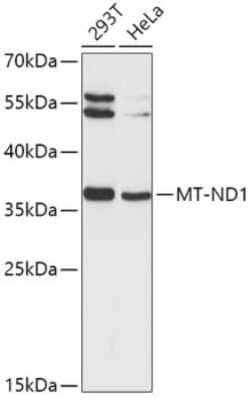 MT-ND1 Antibody - BSA Free, Novus Biologicals:Antibodies:Primary Antibodies
