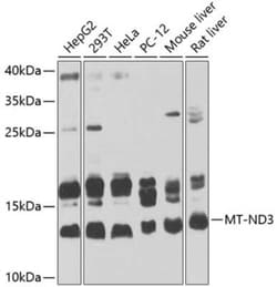 MT-ND3 Antibody - BSA Free, Novus Biologicals 0.1 mL; Unconjugated:Antibodies,