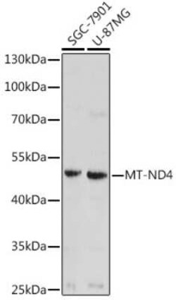 MT-ND4 Antibody - Azide and BSA Free, Novus Biologicals 0.02 mL; Unconjugated:Antibodies,