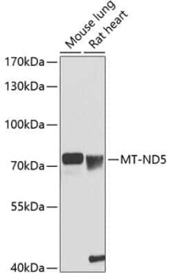 MT-ND5 Antibody - BSA Free, Novus Biologicals:Antibodies:Primary Antibodies