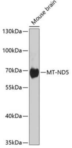 MT-ND5 Antibody - BSA Free, Novus Biologicals 20 &mu;g; Unconjugated:Antibodies,