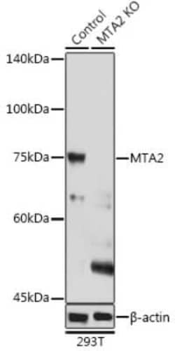 MTA2 Antibody - Azide and BSA Free, Novus Biologicals 0.02 mL; Unconjugated:Antibodies,
