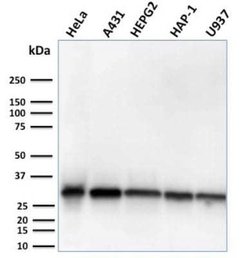 MTAP Rabbit anti-Human, Clone: MTAP/3137R, Novus Biologicals:Antibodies:Primary