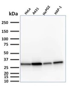 MTAP Antibody (MTAP/1813), Novus Biologicals:Antibodies:Primary Antibodies