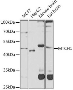 MTCH1 Antibody - BSA Free, Novus Biologicals 0.1 mL; Unconjugated:Anticorps,