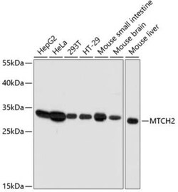 MTCH2 Antibody - Azide and BSA Free, Novus Biologicals 0.02 mL | Buy Online | Novus Biologicals | Fisher Scientific