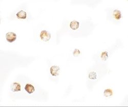 MTERFD1 Antibody - BSA Free, Novus Biologicals 0.1 mg; Unconjugated:Antibodies,