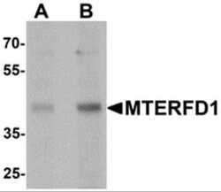 MTERFD1 Antibody - BSA Free, Novus Biologicals 0.1 mg; Unconjugated:Antibodies,