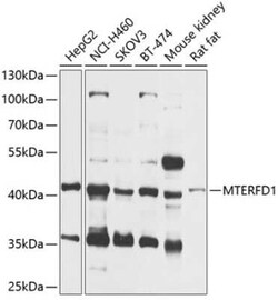MTERFD1 Antibody - BSA Free, Novus Biologicals 0.02 mL; Unconjugated:Antibodies,