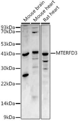 MTERFD3 Antibody - BSA Free, Novus Biologicals 0.02 mL; Unconjugated:Antibodies,
