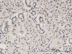MTGR1 Antibody (2C10), Novus Biologicals 0.1 mg | Buy Online | Novus Biologicals | Fisher Scientific