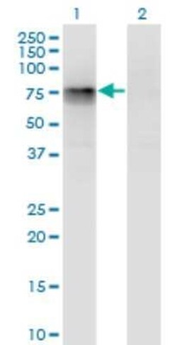 MTGR1 Antibody (3A2), Novus Biologicals 0.1 mg | Buy Online | Novus Biologicals | Fisher Scientific