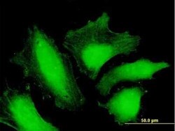 Novus Biologicals MTMR15 Antibody, Novus Biologicals 0.05 mg | Buy Online | Novus Biologicals&trade; | Fisher Scientific