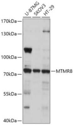 MTMR8 Antibody - Azide and BSA Free, Novus Biologicals 0.02 mL | Buy Online | Novus Biologicals | Fisher Scientific