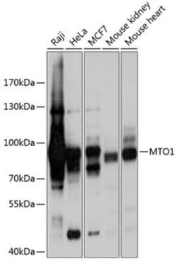 MTO1 Antibody - BSA Free, Novus Biologicals 0.02 mL; Unconjugated:Anticuerpos