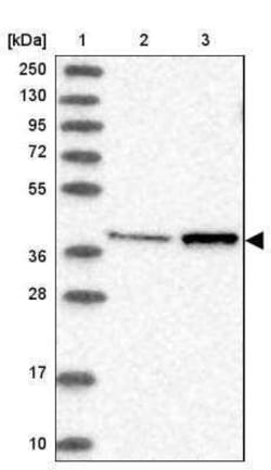 MTRF1L Antibody, Novus Biologicals:Antibodies:Primary Antibodies
