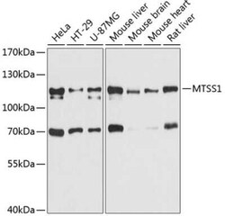 MTSS1 Antibody - Azide and BSA Free, Novus Biologicals 0.02 mL; Unconjugated:Antibodies,