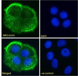 MUC1 Antibody (HMFG2) - Chimeric - Azide and BSA Free, Novus Biologicals:Antibodies:Primary
