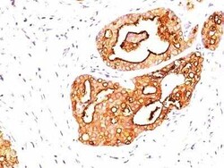 MUC1 Antibody (139H2), Novus Biologicals 0.02mg; Unlabeled:Antibodies,