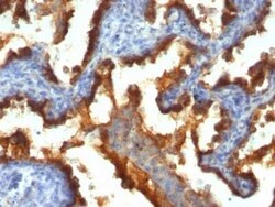 MUC1 Antibody (139H2), Novus Biologicals 0.02mg; Unlabeled:Antibodies,