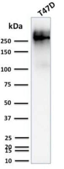 MUC1 Antibody (139H2), Novus Biologicals 0.02mg; Unlabeled:Antibodies,
