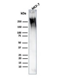 MUC1 Antibody (139H2), Novus Biologicals 0.02mg; Unlabeled:Antibodies,