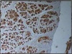 MUC1 Antibody - BSA Free, Novus Biologicals 0.025 mg; Unconjugated:Antibodies,