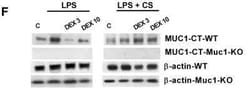MUC1 Antibody - BSA Free, Novus Biologicals 0.025 mg; Unconjugated:Antibodies,