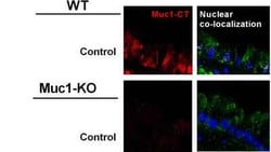 MUC1 Antibody - BSA Free, Novus Biologicals 0.025 mg; Unconjugated:Antibodies,