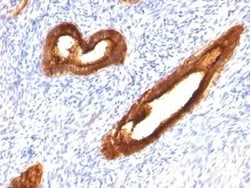 MUC1 Antibody (MUC1/520), Novus Biologicals:Antibodies:Primary Antibodies