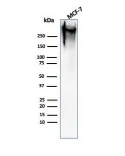 MUC1 Antibody (MUC1/520), Novus Biologicals:Antibodies:Primary Antibodies