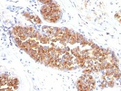 MUC1 Antibody (MUC1/845), Novus Biologicals:Antibodies:Primary Antibodies