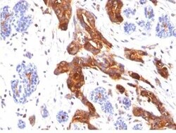 MUC1 Antibody (MUC1/845), Novus Biologicals:Antibodies:Primary Antibodies