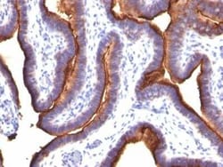MUC1 Antibody (MUC1/845), Novus Biologicals:Antibodies:Primary Antibodies