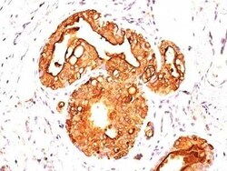 MUC1 Antibody (MUC1/955), Novus Biologicals 0.02mg; Unlabeled:Antibodies,