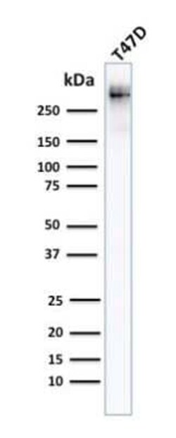 MUC1 Antibody (MUC1/955), Novus Biologicals 0.02mg; Unlabeled:Antibodies,