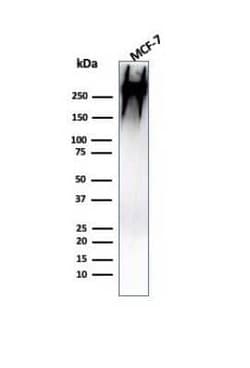 MUC1 Antibody (MUC1/955), Novus Biologicals 0.02mg; Unlabeled:Antibodies,