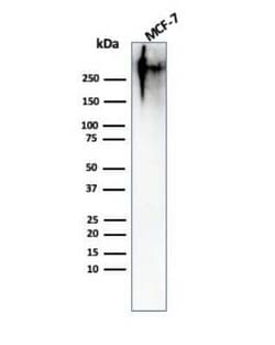 MUC1 Antibody (MUC1/967), Novus Biologicals 0.1mg; Unlabeled:Antibodies,