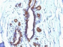 MUC1 Antibody (SPM132) - Azide and BSA Free, Novus Biologicals 0.1 mg | Buy Online | Novus Biologicals | Fisher Scientific