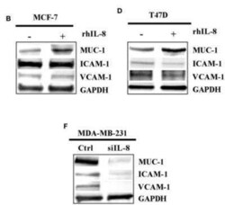 MUC1 Antibody (SPM132) - Azide and BSA Free, Novus Biologicals 0.1 mg | Buy Online | Novus Biologicals | Fisher Scientific