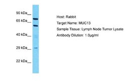 MUC13 Rabbit anti-Human, Polyclonal, Novus Biologicals 0.1ml; Unconjugated:Antibodies,