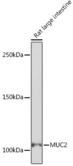 MUC2 Rabbit anti-Human, Mouse, Rat, Clone: 4L5Y8, Novus Biologicals:Antibodies:Primary