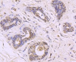 MUC2 Rabbit anti-Human, Clone: JA10-92, Novus Biologicals 100&mu;L:Antibodies,