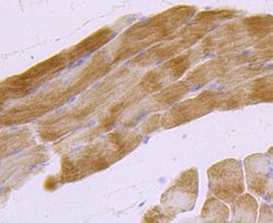 MUC2 Rabbit anti-Human, Clone: JA10-92, Novus Biologicals 100&mu;L:Antibodies,