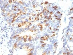 MUC2 Antibody (MLP/842), Novus Biologicals:Antibodies:Primary Antibodies